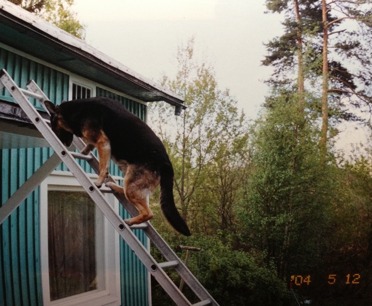 Koiran itsevarmuus