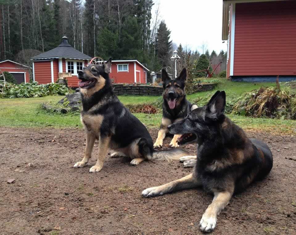 Eikö yhteiselo suju toivotusti