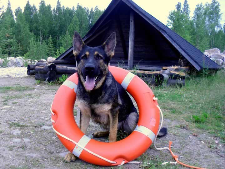 Ongelmakoiralle uusi koti