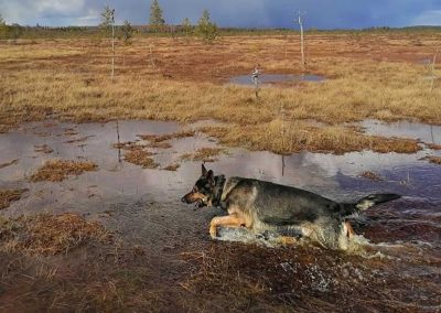 ongelmakoirakoulutus käynnissä